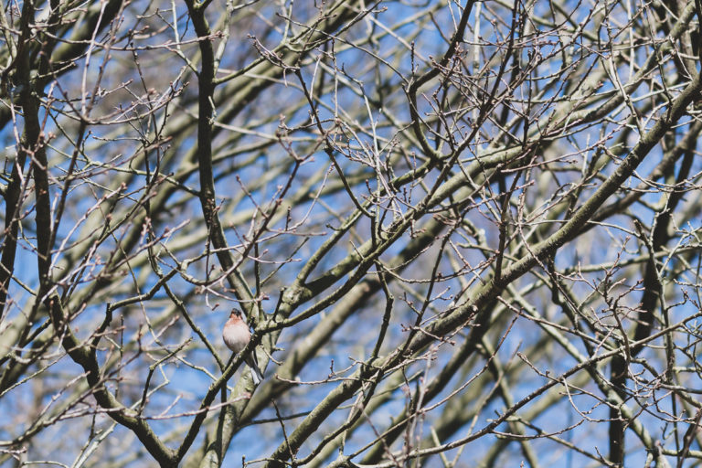 DSC_2245
